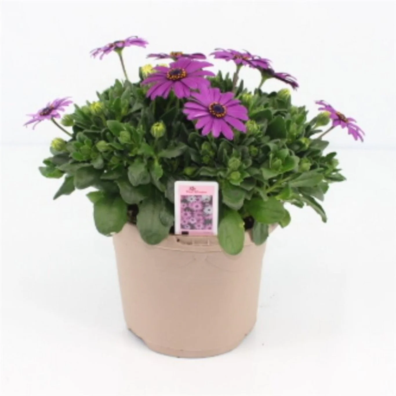 Osteospermum (Marg.) 'Cool Purple'  P17