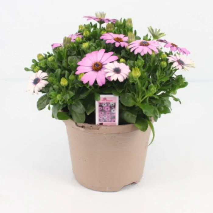 Osteospermum 'Margarita' lilac P17 - Image 2