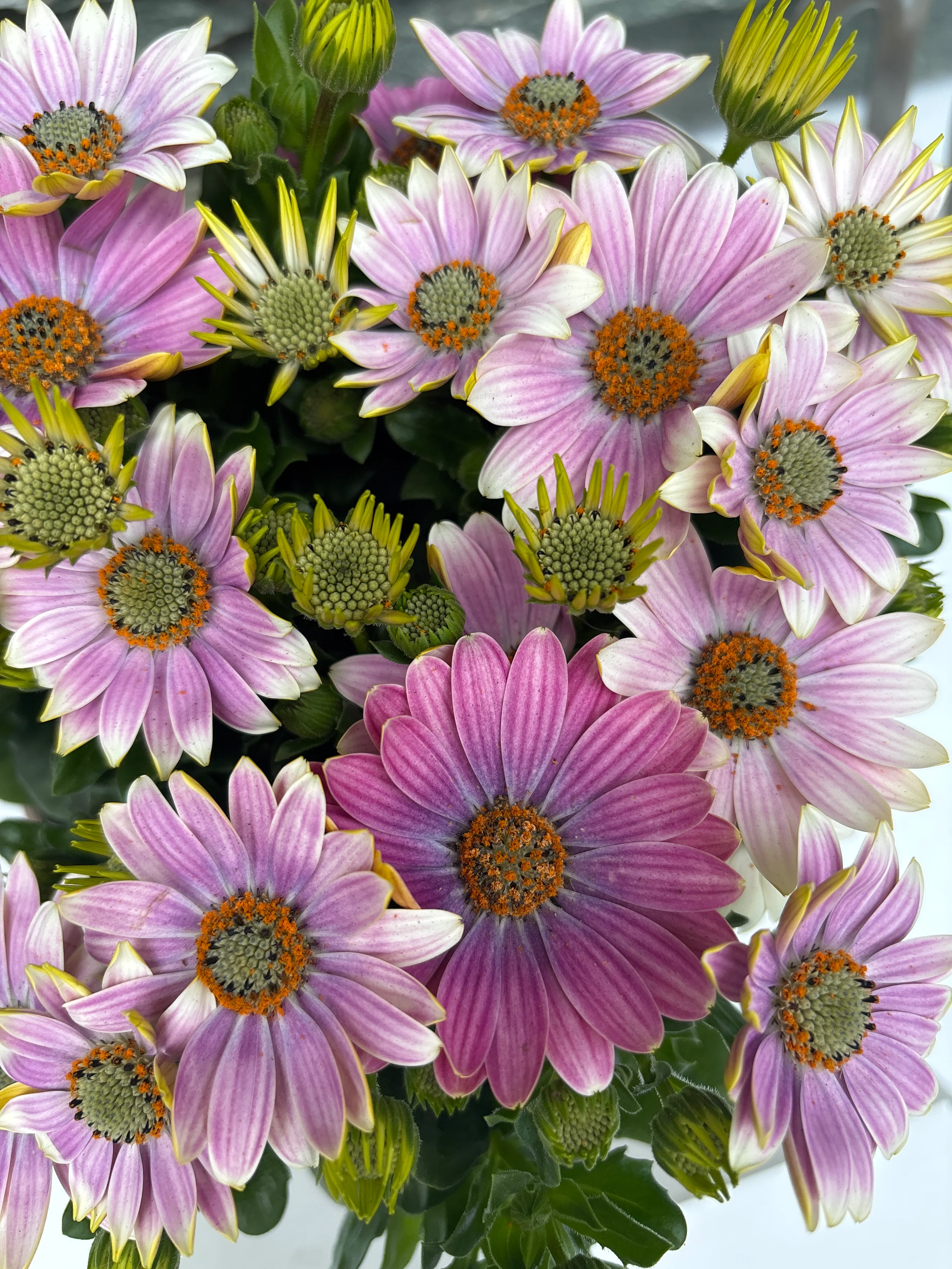 Osteospermum 'Margarita' lilac P17 - Image 4