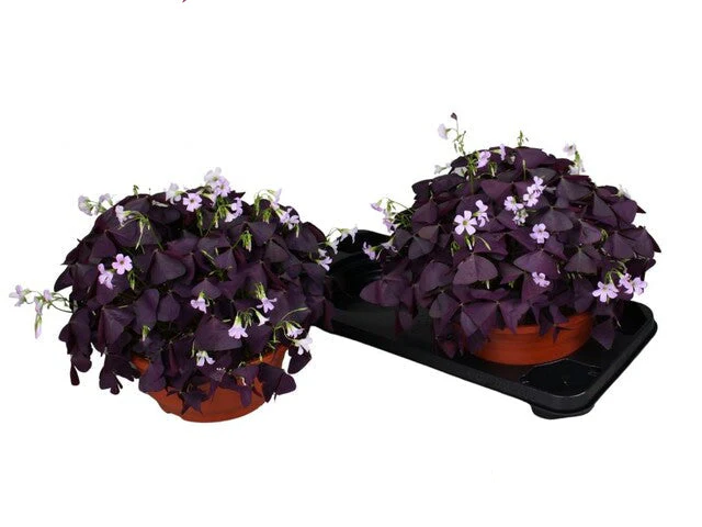 Oxalis trian. 'Mijke' bowl Red Leave