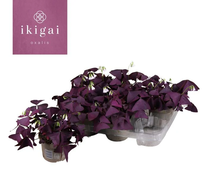 Oxalis triangularis Mijke  P12