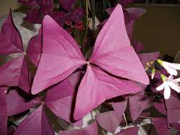Oxalis triangularis Mijke  P12 - Image 2