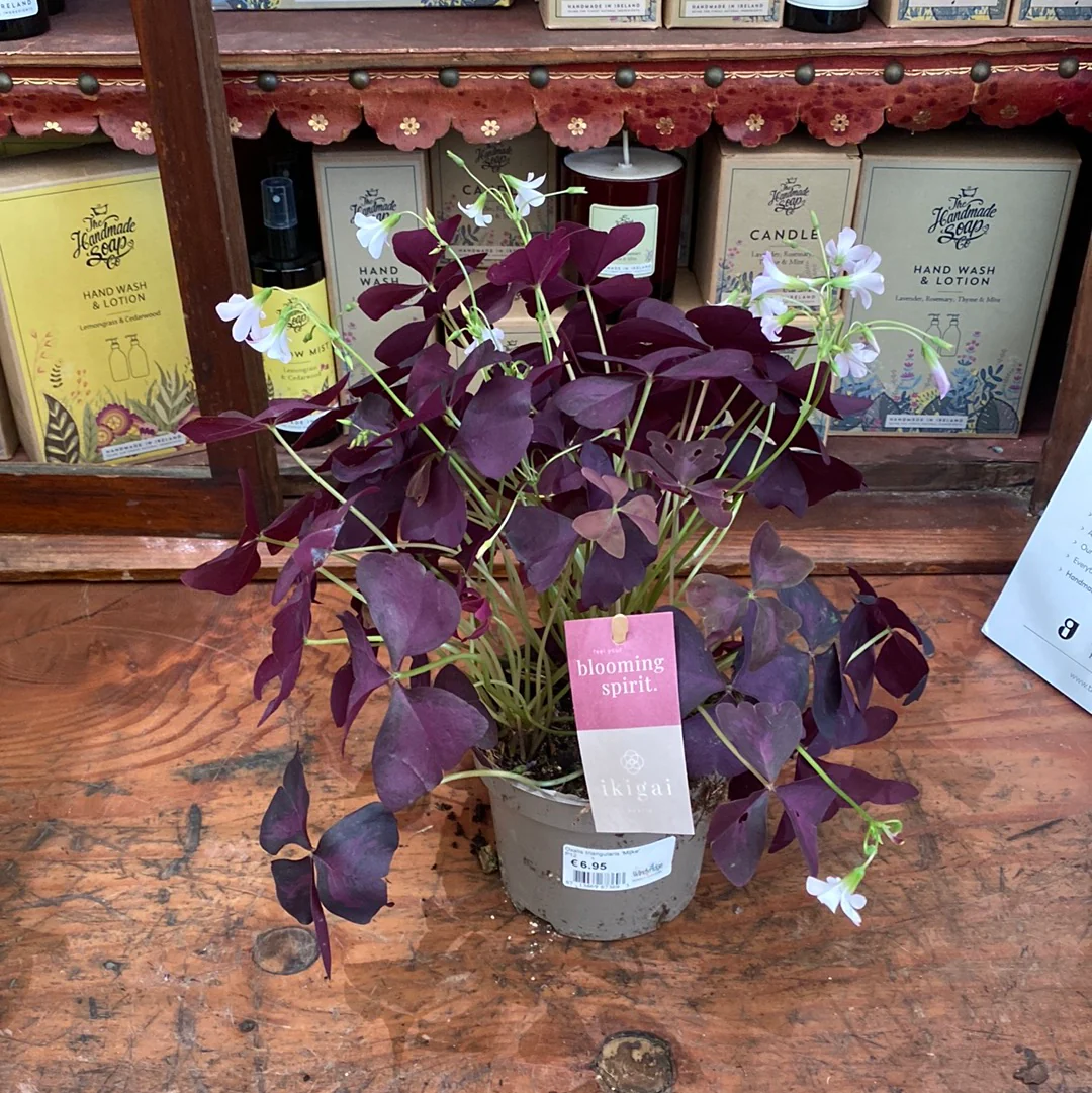 Oxalis triangularis Mijke  P12 - Image 3