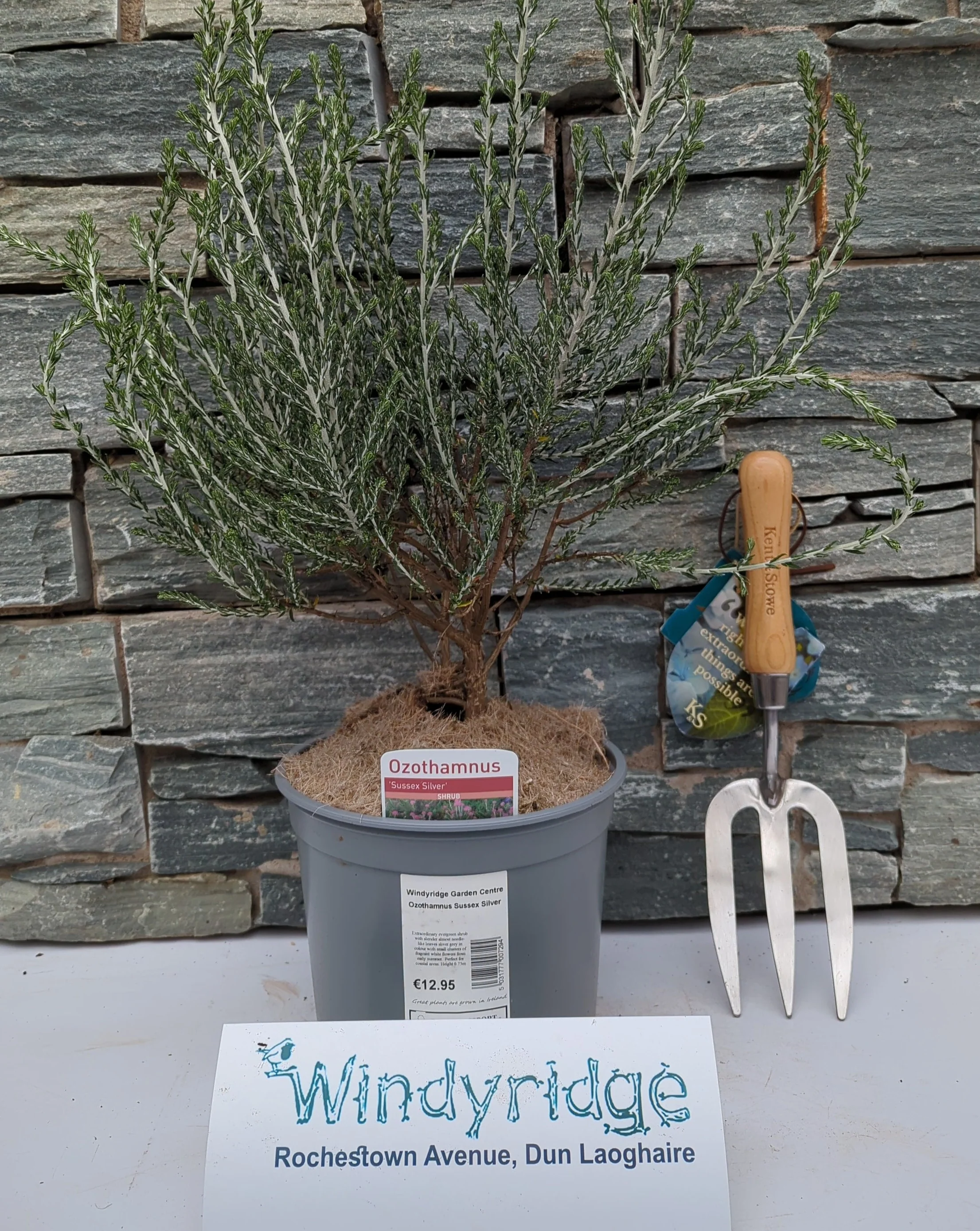 Ozothamnus Sussex Silver - Image 2
