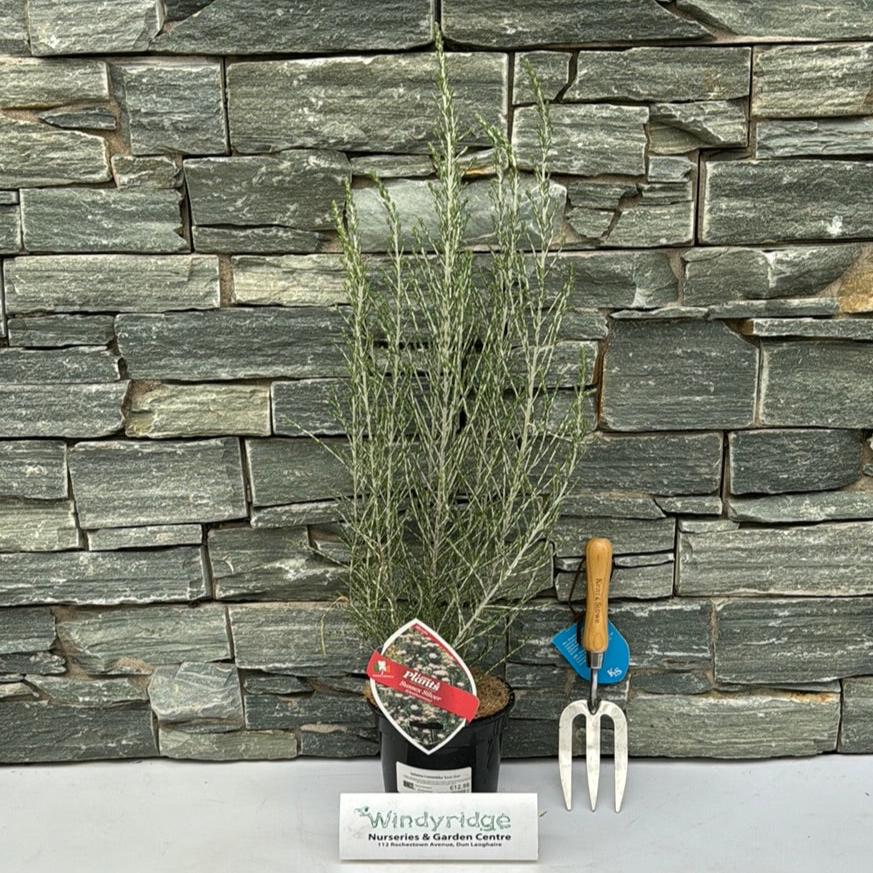 Ozothamnus Sussex Silver - Image 2