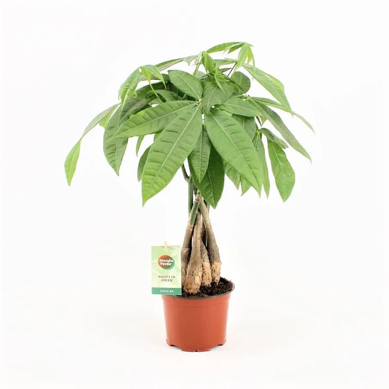 Pachira aquatica