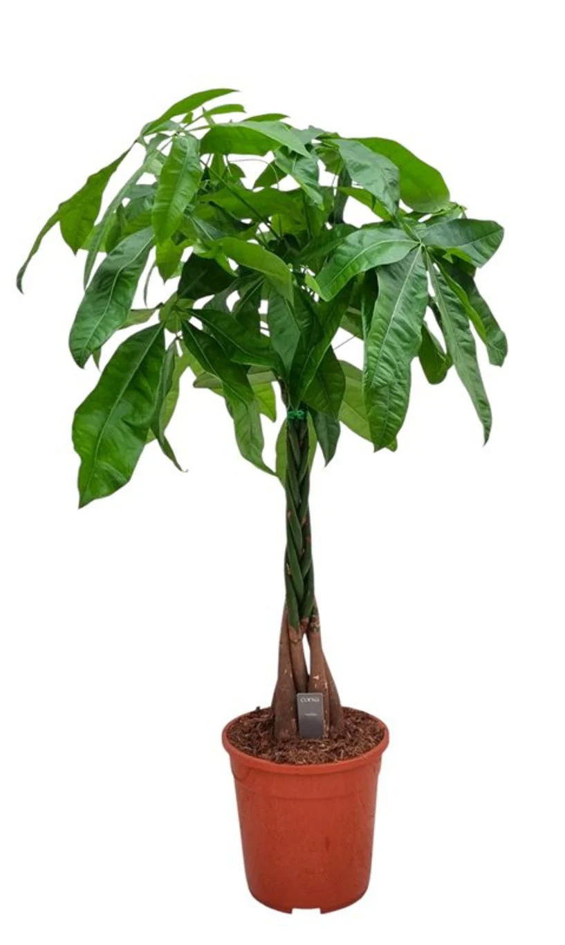 Pachira aquatica  P24, braided stem - Image 3