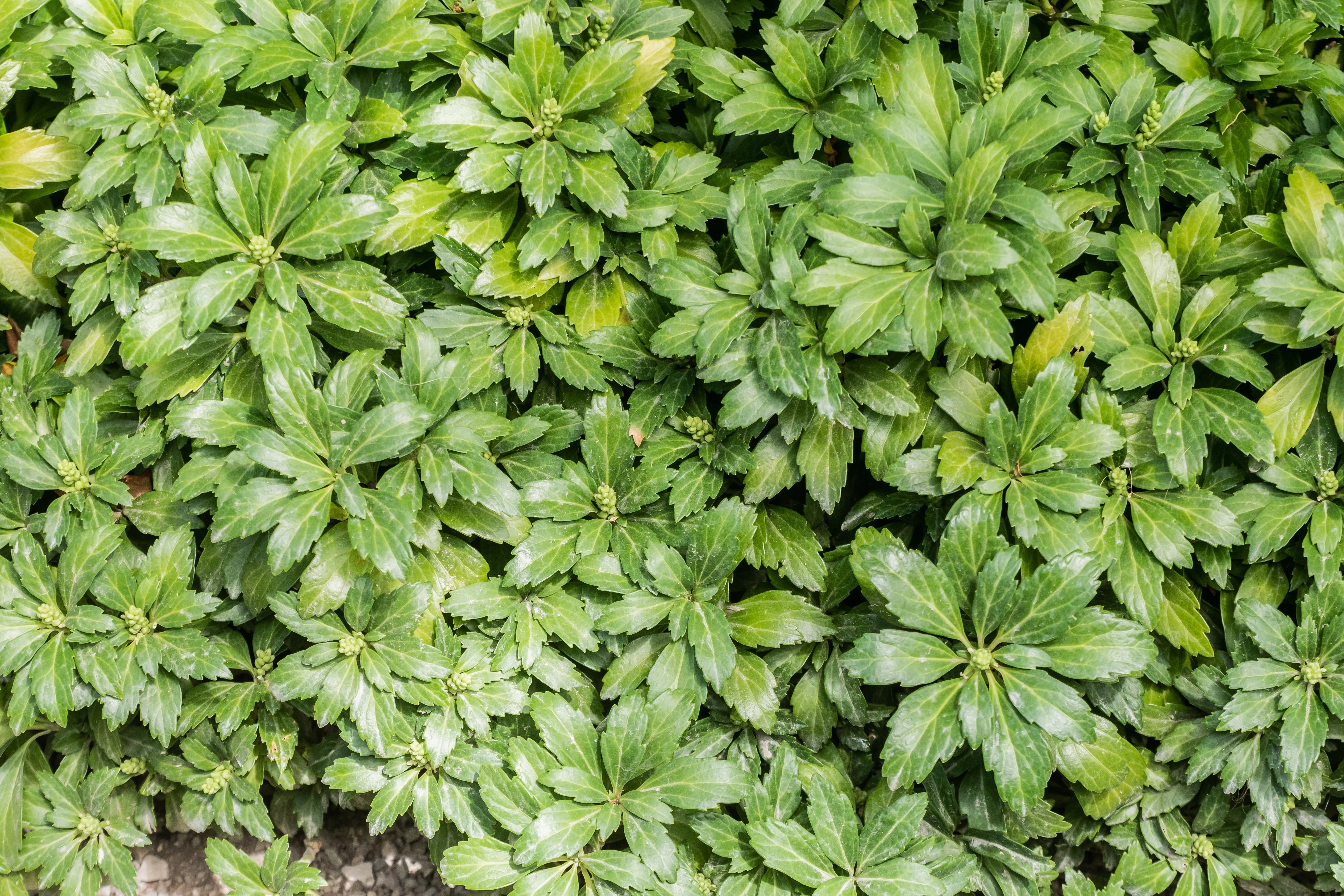 Pachysandra Term. Green Carpet