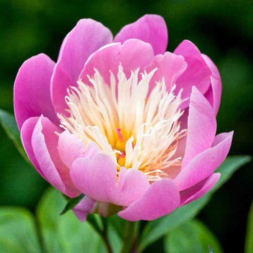 Paeonia Bowl of Beauty