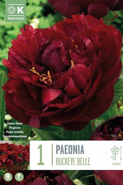PAEONIA BUCKEYE BELL