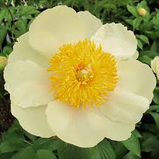 PAEONIA Claire de Lune - Image 2