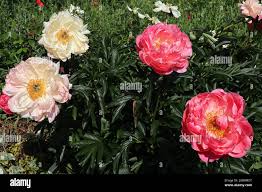 PAEONIA CORAL SUNSET - Image 2