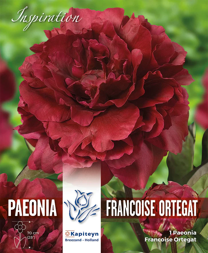 PAEONIA FRANCOISE ORTEGAT