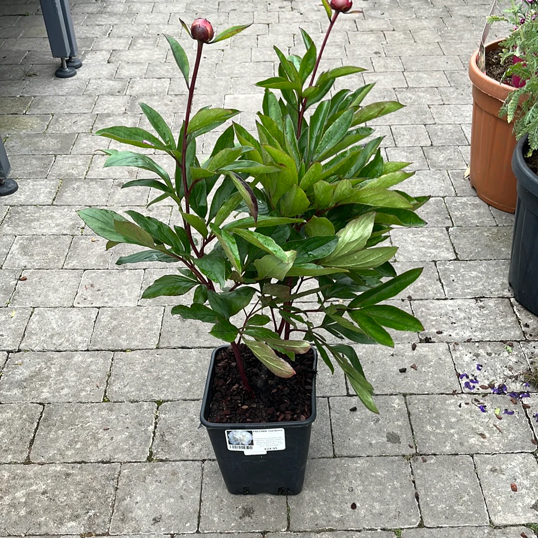PAEONIA Gardenia