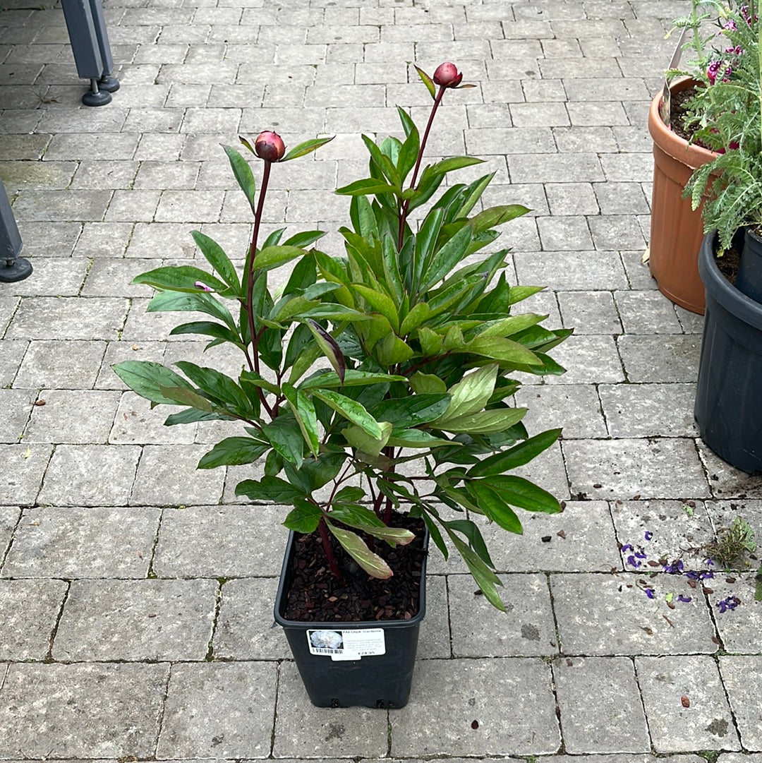PAEONIA Gardenia - Image 2