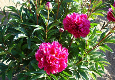 Paeonia Karl Rosenfield