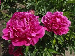 Paeonia Karl Rosenfield - Image 3