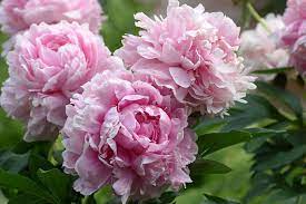 Paeonia (L) Fabulous Flowers - Image 6