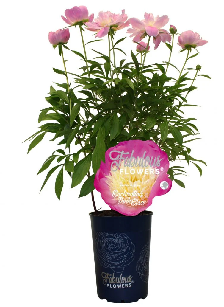 Paeonia (L) Fabulous Flowers (mixed varieties)