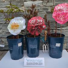Paeonia lact. Fabulous FLowers 7 Ltr pot