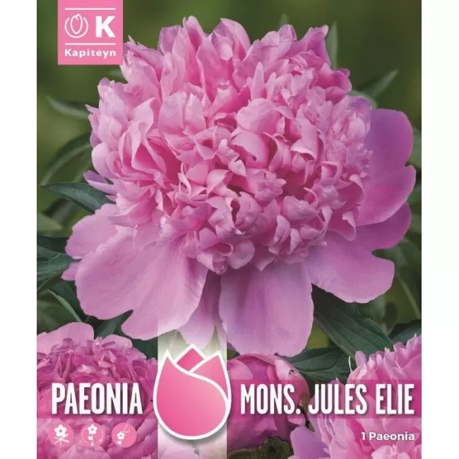 PAEONIA MONS. JULES ELIE 1