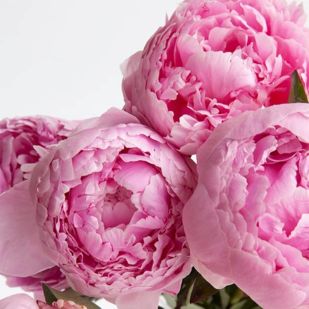 Paeonia Sarah Bernhardt