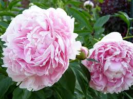 Paeonia Sarah Bernhardt