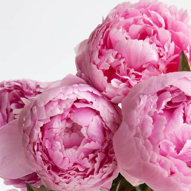 Paeonia  Sarah Bernhardt - Image 2