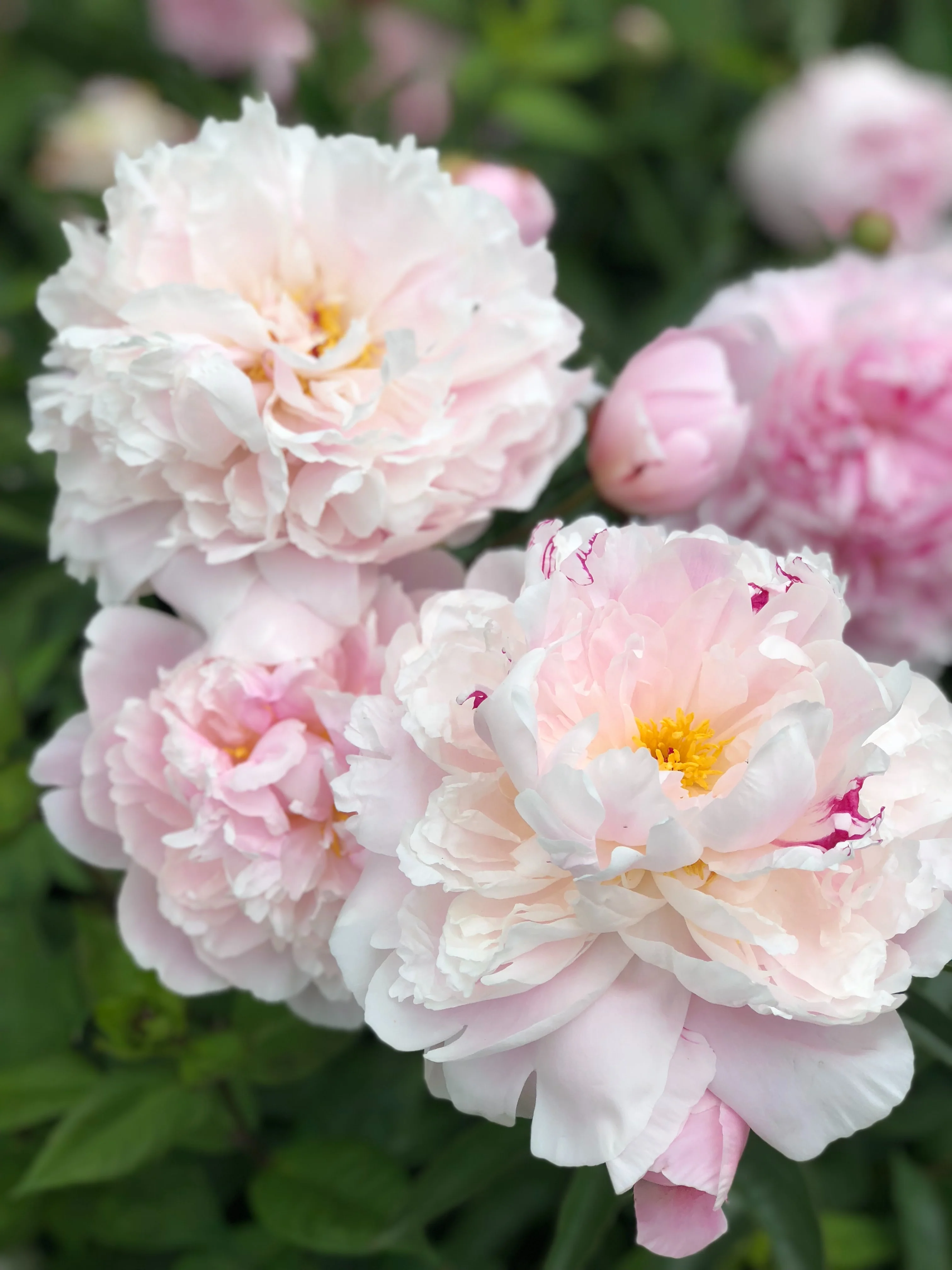 Paeonia Shirley Temple