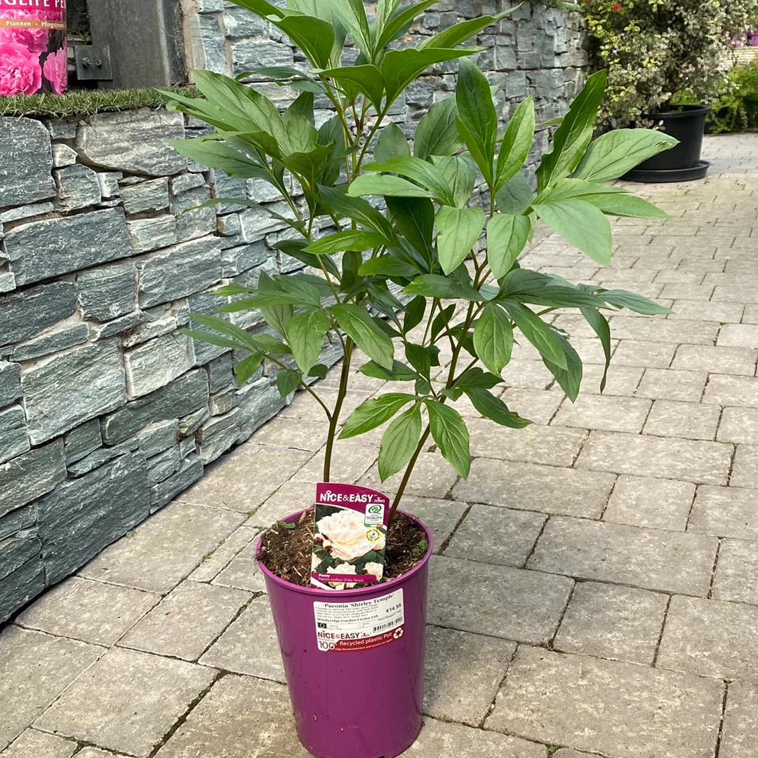 Paeonia Shirley Temple - Image 2