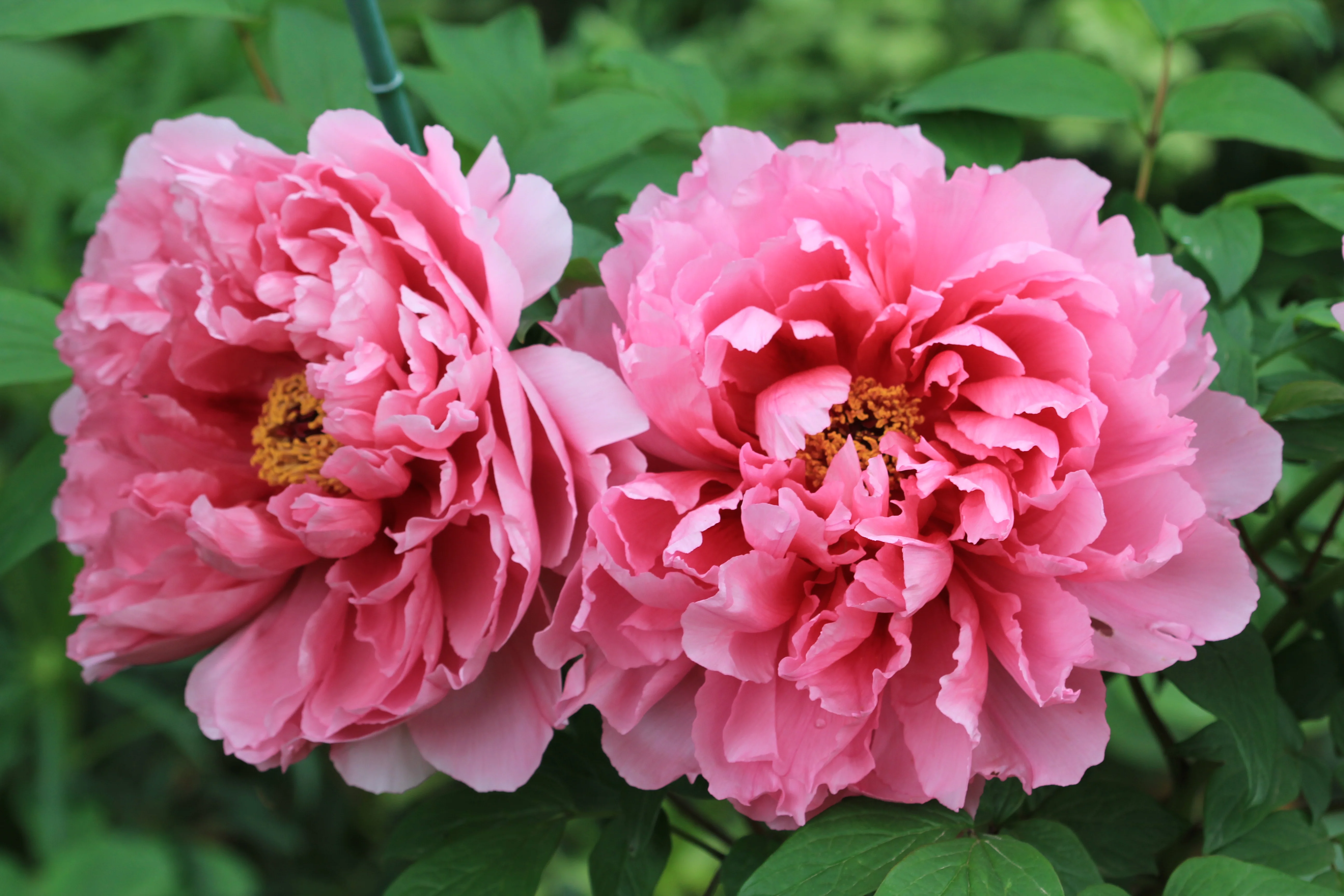 Paeonia suffruticosa - Image 2
