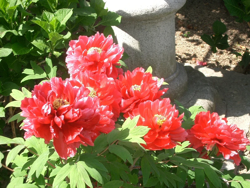 Paeonia suffruticosa - Image 4