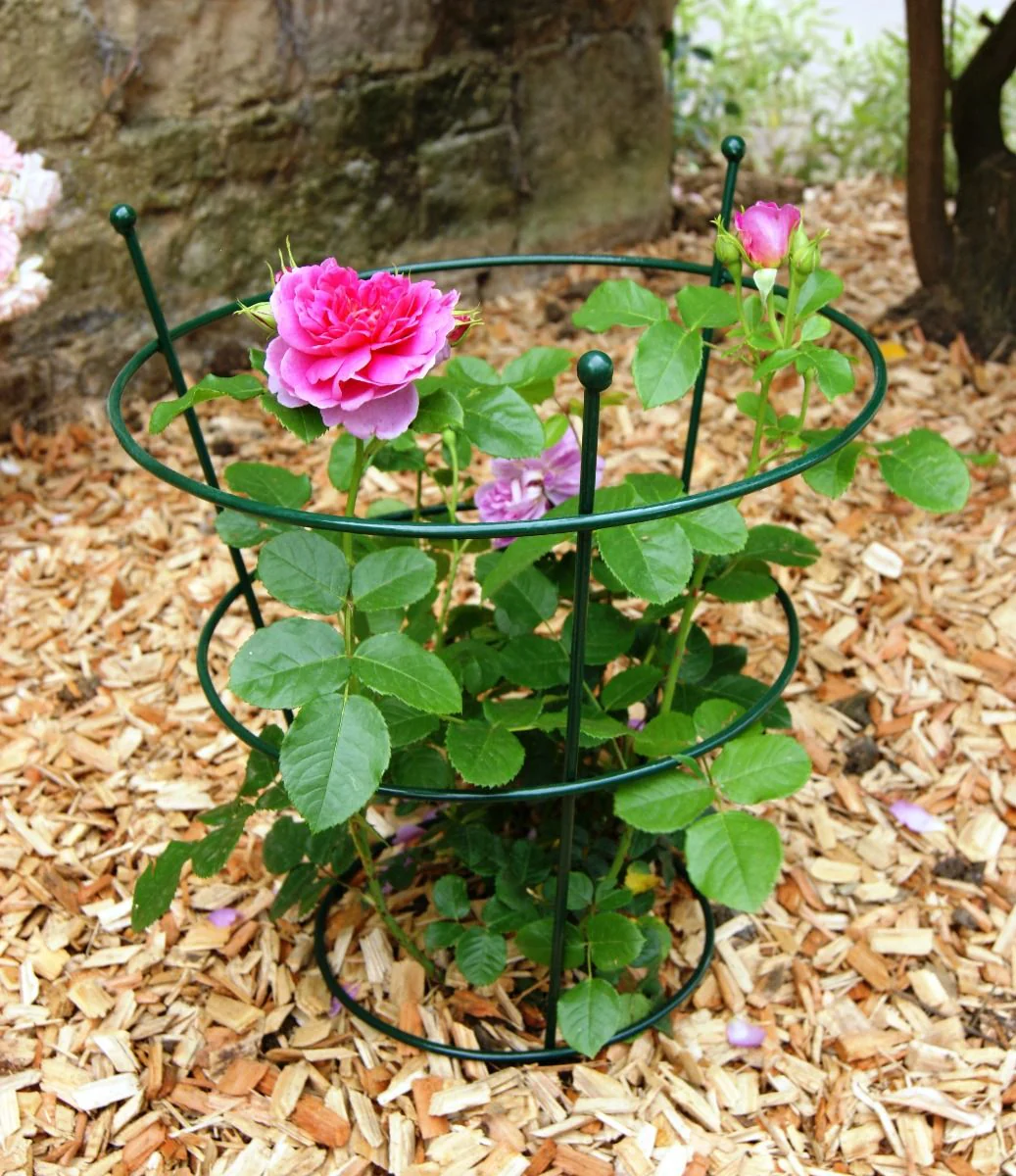 Paeony support green small