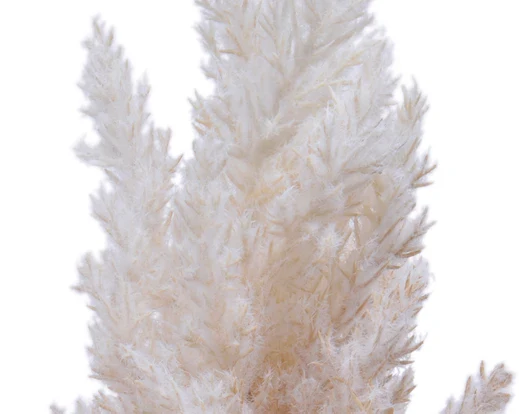 Pampas   grass   plume   on   stem    cream - Image 2