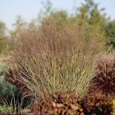 Panicum Squaw
