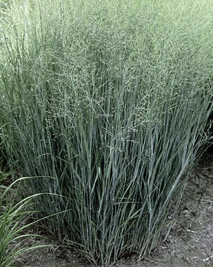 PANICUM V. HEAVY METAL