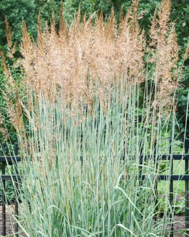 Panicum virg. Prairie Sky