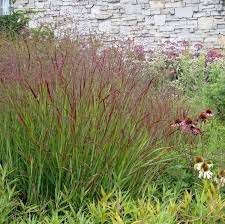 Panicum virg. 'Rehbraun' 2L, square pot - Image 2
