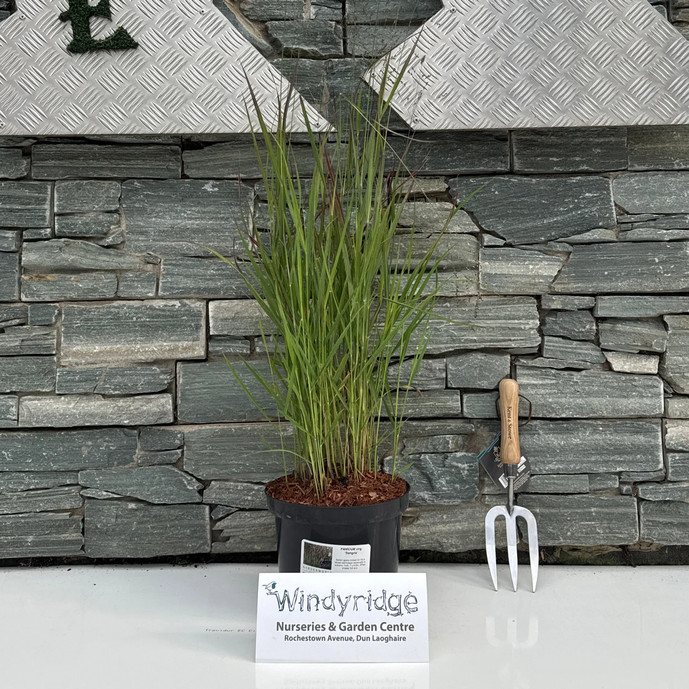 PANICUM virg. Sangria
