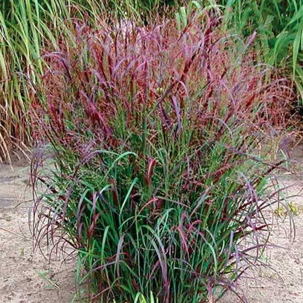 Panicum virg. Squaw