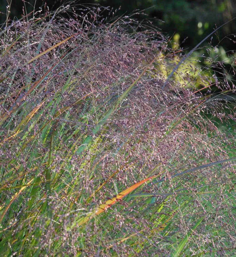 PANICUM virg. Warrior