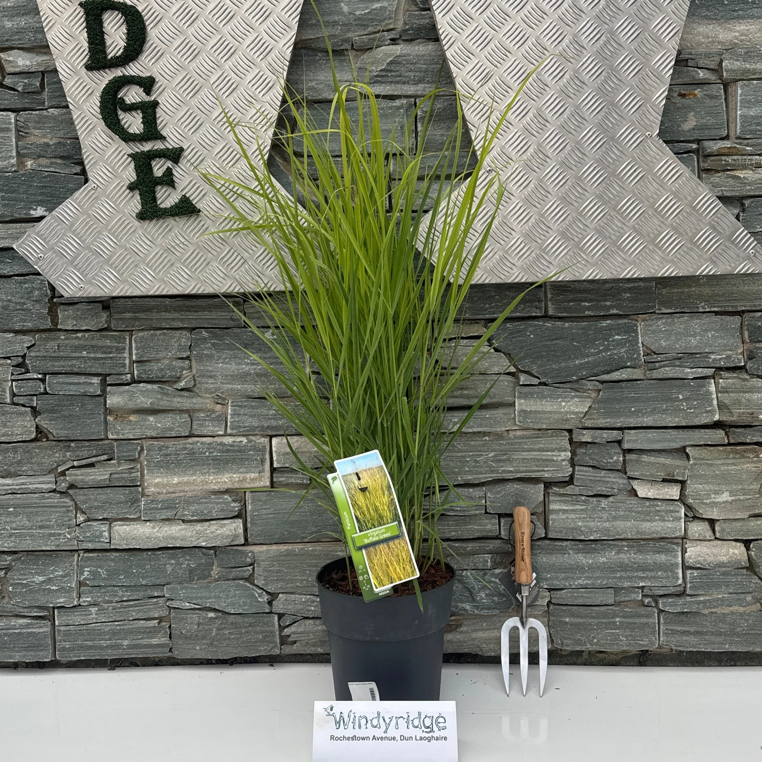 Panicum virgatum Buffalo Green