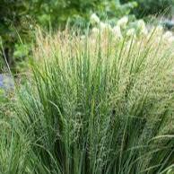 Panicum virgatum Buffalo Green - Image 2
