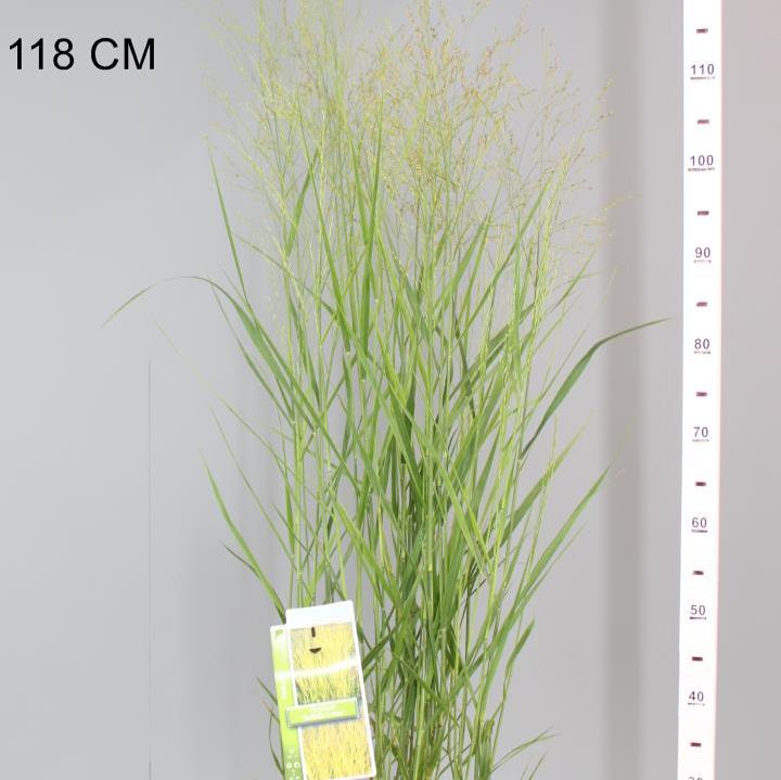 Panicum virgatum Buffalo Green - Image 4