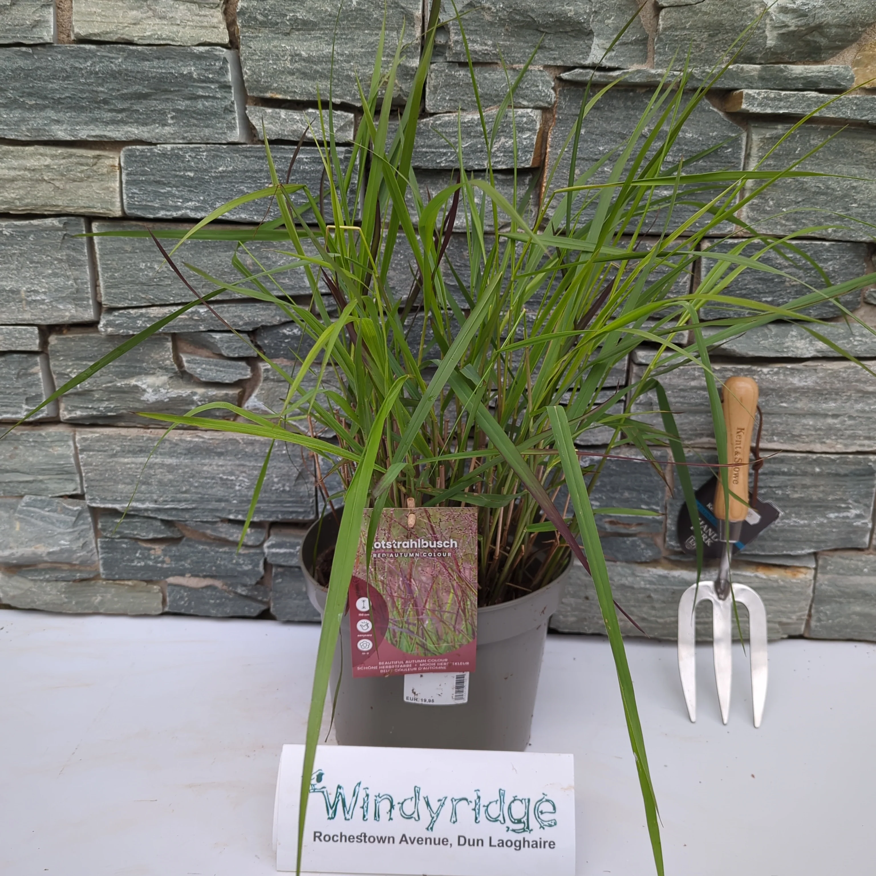Panicum virgatum Rotstrahlbusch