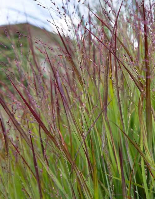 Panicum virgatum Shenandoah
