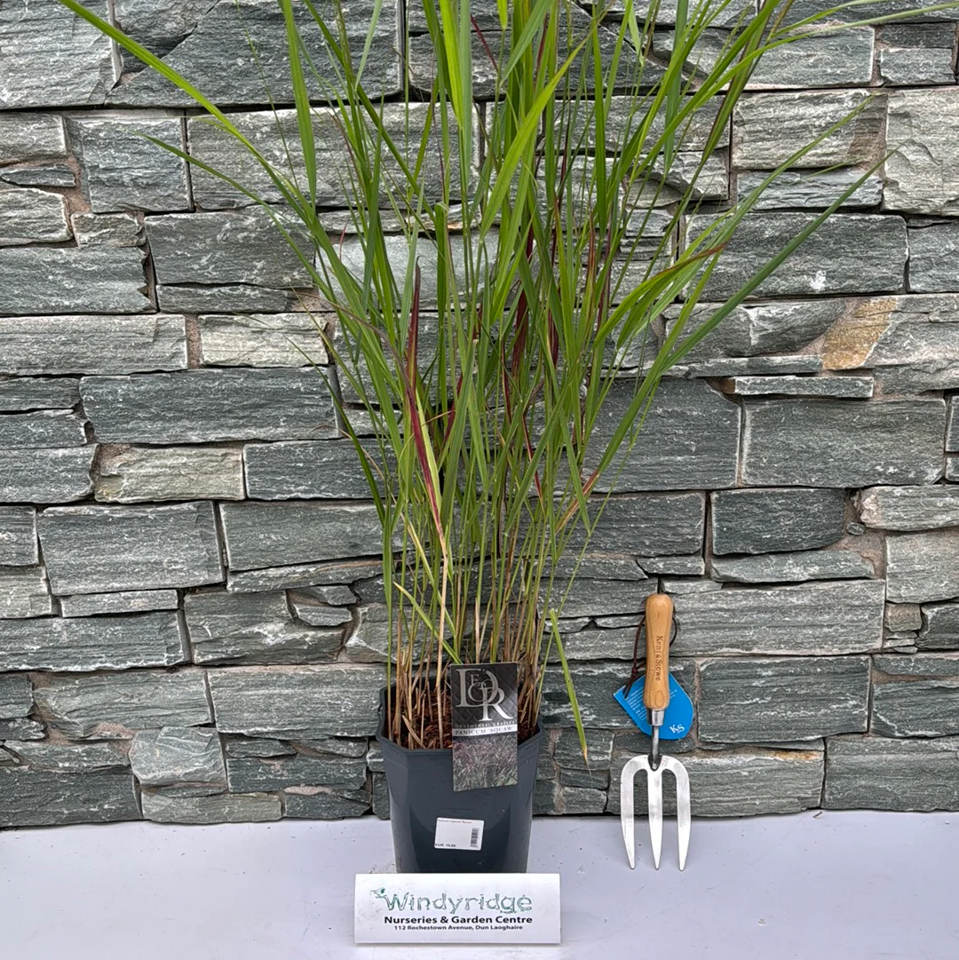 Panicum virgatum Squaw - Image 2