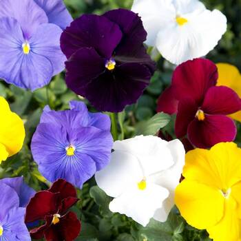 Pansy Clear Crystals Mix - Image 2