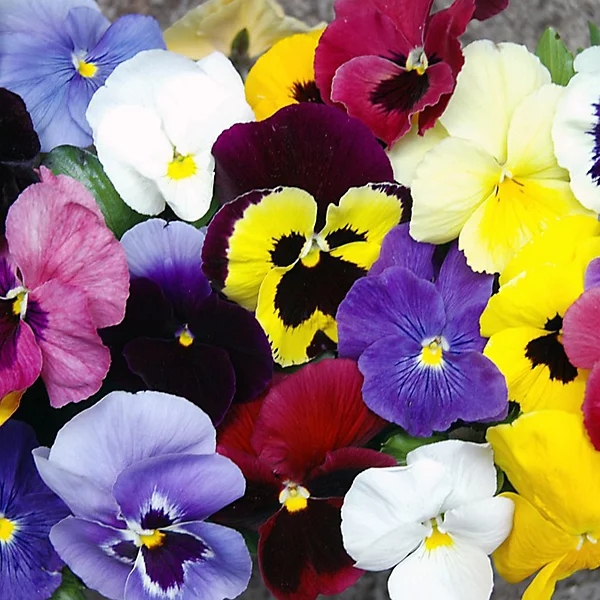 Pansy Winter Flowering Mix - Image 3