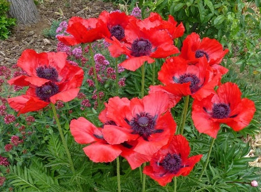 Papaver or. Beauty of Livermere - Image 2